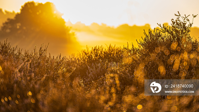 Eine sehr schöne Heide Landschaft im Sonnenaufgang!