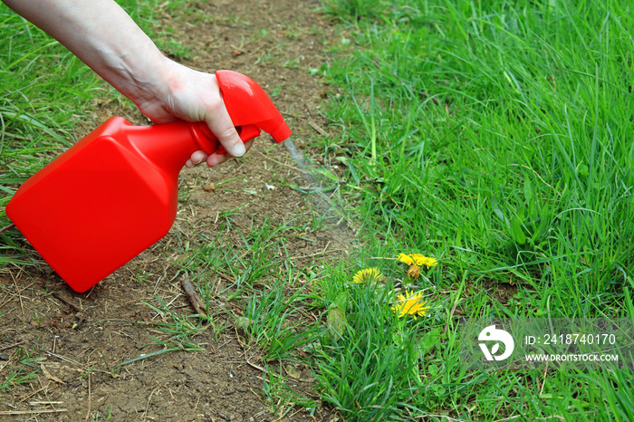 Spraying Weed Killer Onto Weeds Growing On A Mud Path Through A Wild Garden.