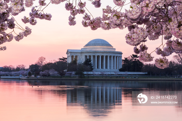 Cherry Blossom and Jefferson Memorial at sunrise