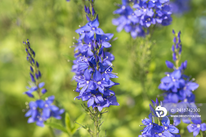 埃伦普雷斯·维罗尼卡（Ehrenpreis veronica officinalis Arzneipfranze）