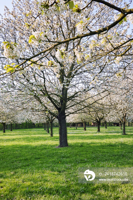Cherry tree blossom, spring season in fruit orchards in Haspengouw agricultural region in Belgium, l
