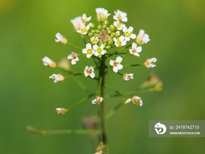 Flower of Shepherds purse, Capsella bursa-pastoris