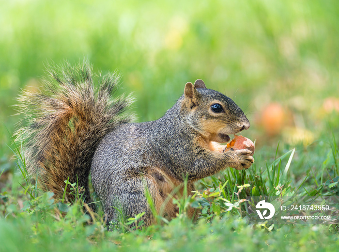 Squirrel (Sciurus niger) eating peach fruit under the tree in the garden