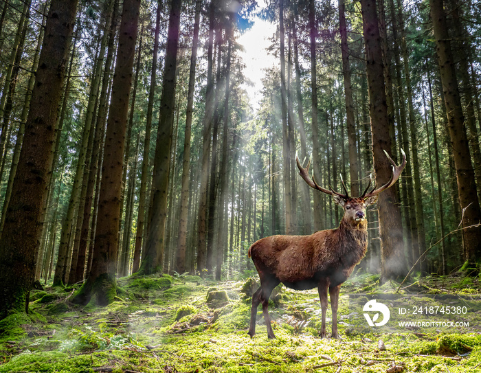 Hirsch steht im Wald auf einer Lichtung