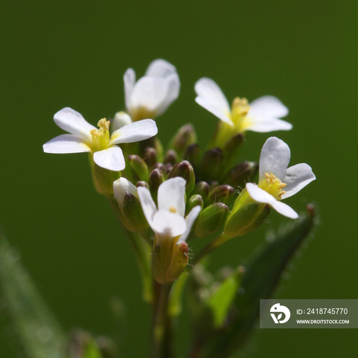 拟南芥（Arabidopsis thaliana）开花和花蕾宏观图片