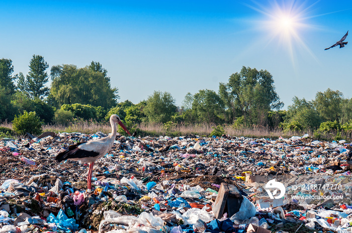 stork in a landfill