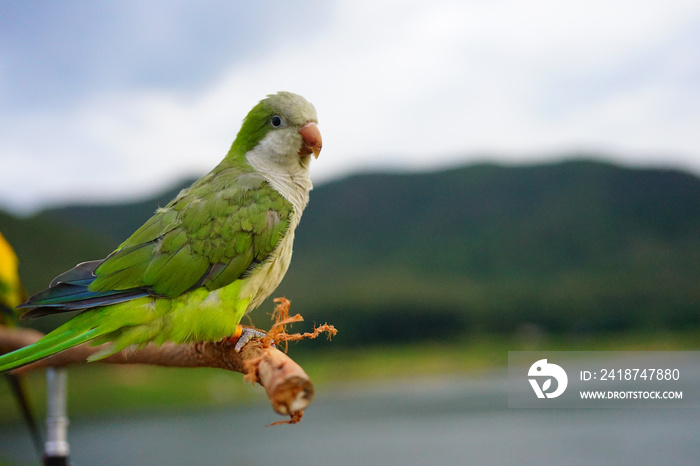 Monk parakeet or Quaker parrot on wood the sky and mountain background