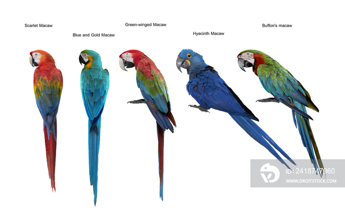 金刚鹦鹉套装，猩红金刚鹦鹉，蓝色和金色金刚鹦鹉、绿翅金刚鹦鹉和风信子金刚鹦鹉