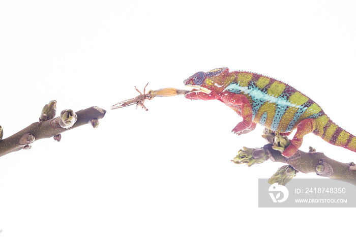 Colorful chameleon on the top of the branch at that instant catching and subsequently eating large i