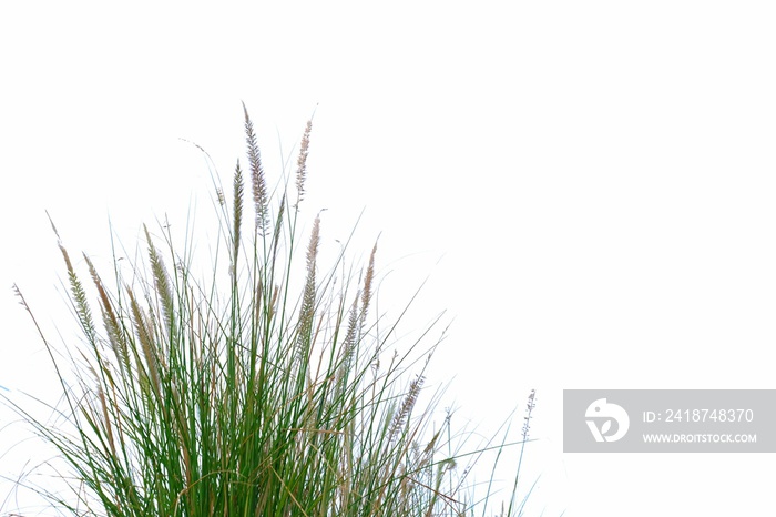 Wild grass bush with flower blossom on white isolated background