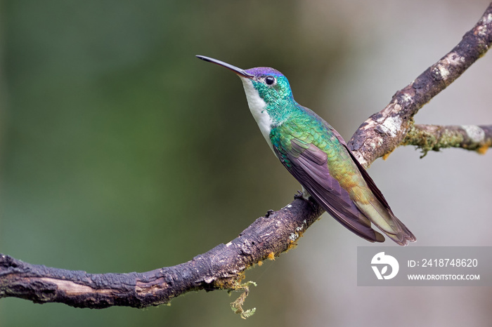 Colorful hummingbird resting on a branch