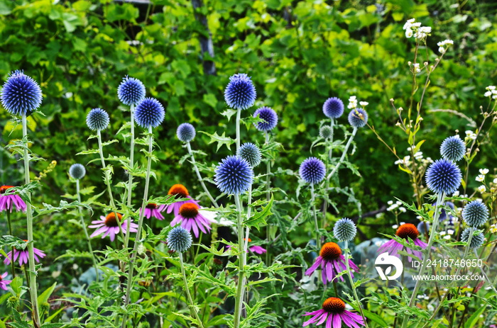 Globe Thistle Thornbush Flower Head