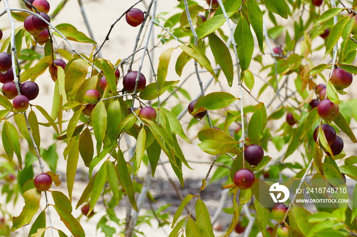 成熟和半熟的Camu Camu果实，生长在灌木的树枝上，也被称为Cacari（Myrciaria dubia）。