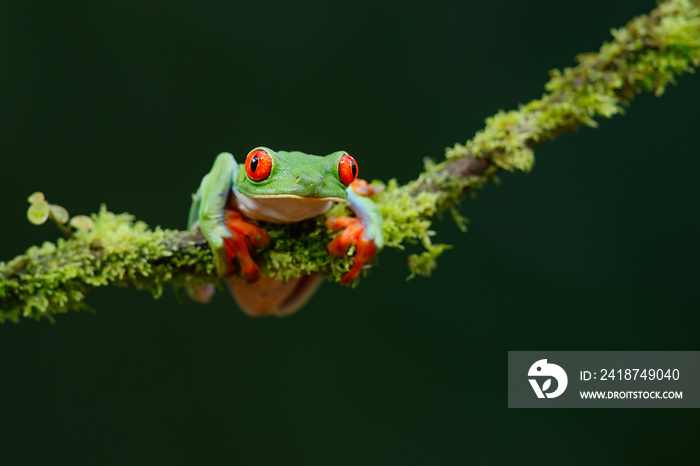 红眼树蛙（Agalychnis callidryas）坐在哥斯达黎加萨拉皮奇附近的树枝上。