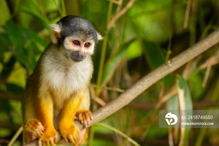 squirrel monkey portrait