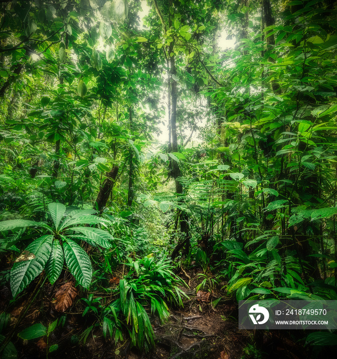 Thick vegetation in Basse Terre jungle in Guadeloupe