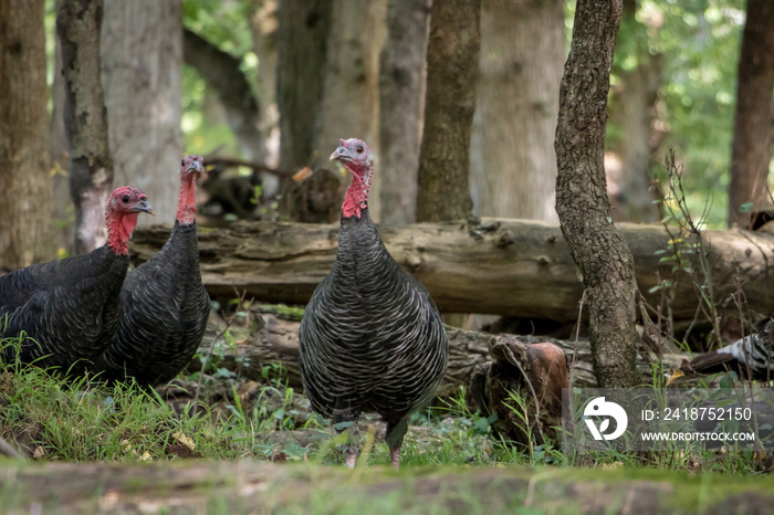 雌性野生火鸡（Meleagris gallopavo）