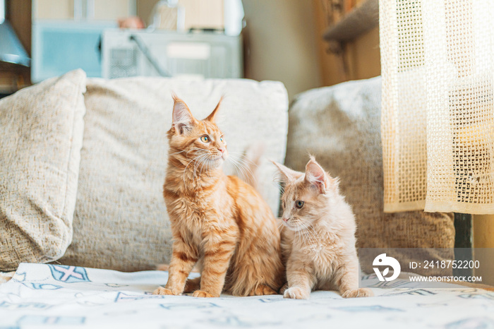 Two Funny Curious Young Red Ginger Maine Coon Kittens Cats Sitting At Home Sofa. Coon Cat, Maine Cat