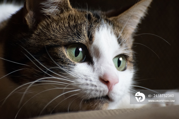 Close up of a cats face, white and brown male