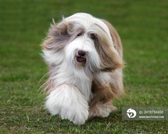 大胡子牧羊犬