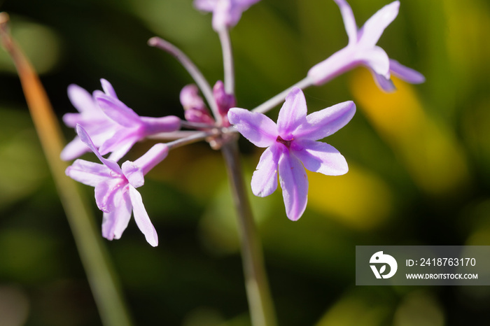 社会大蒜（Tulbaghia violacea）