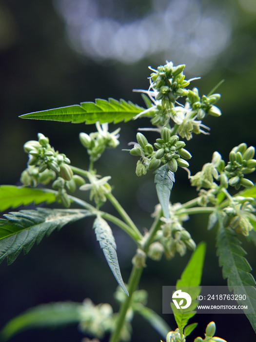 大麻植物花粉囊