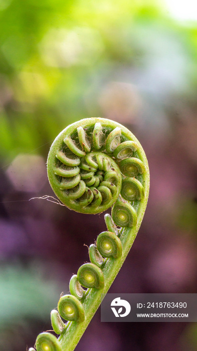 bud of fern with blurred background