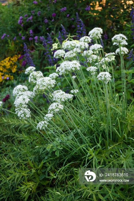 一束大蒜香葱（Allium tuberosum）开花的垂直照片