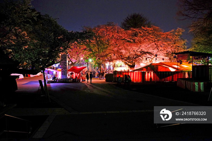 川越大師　喜多院の夜桜のお花見会場