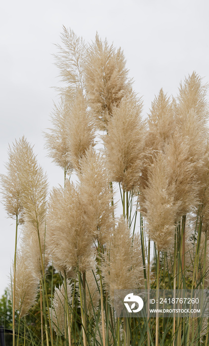 (Cortaderia selloana) Amerikanische Pampasgras mit weißen Blütenrispen an Staubwedel erinnern