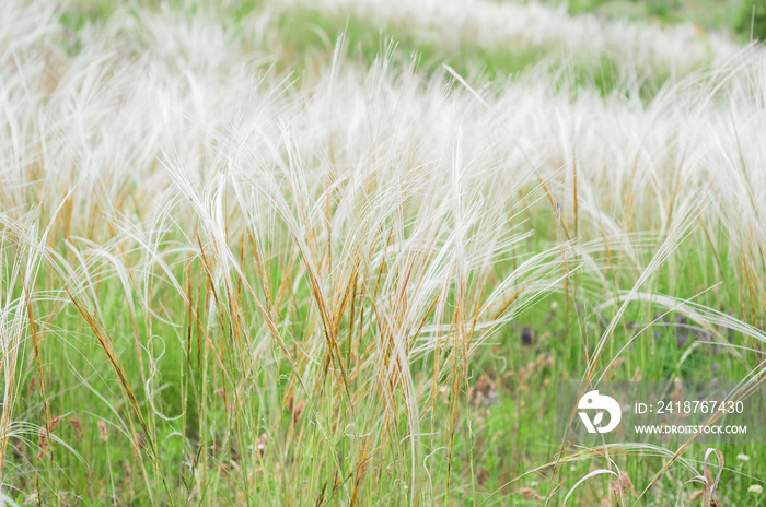 Summer background from field tall grass feather grass. Steppe plant Stipa close-up, nature outdoors