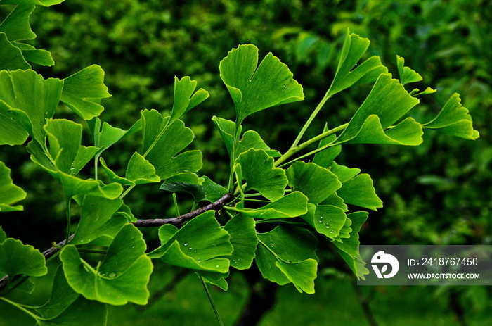 Green branch of a ginkgo.