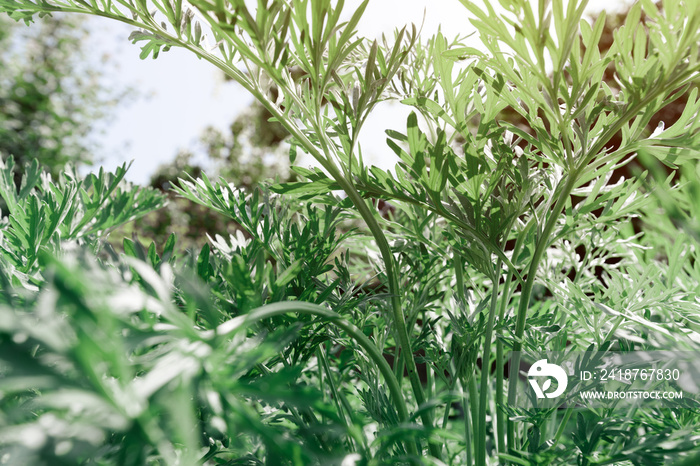 Common wormwood in garden