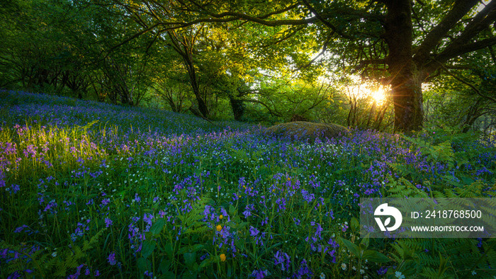 Spring sunset of woodland bluebells growing wild on Dartmoor National Park, Devon, UK