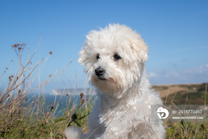 Bichon frisé croisé maltais sur les falaises surplombant Vaucottes, Normandie