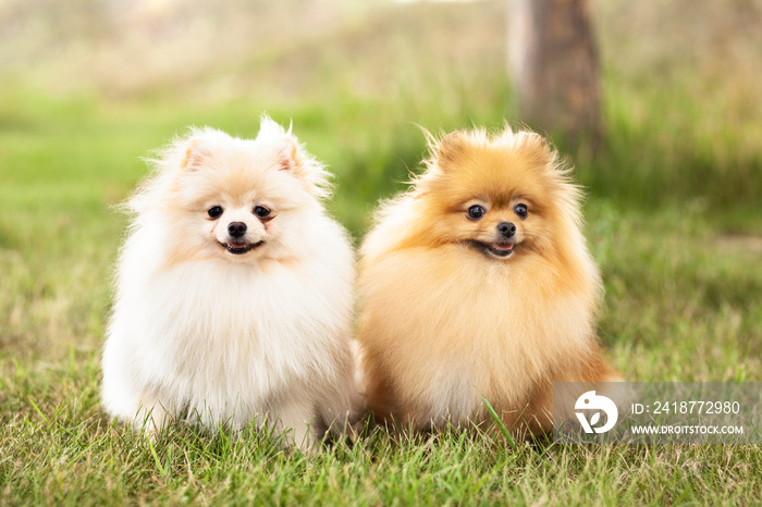 两只Zverg Spitz，波美拉尼亚幼犬