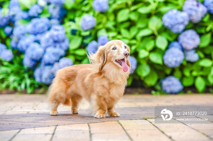 散歩する可愛い犬