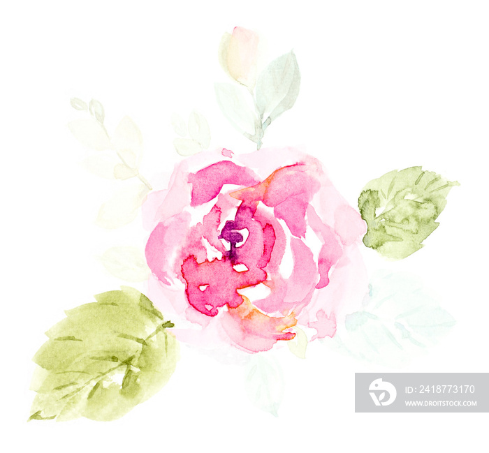 Rose pink cute flowers watercolor hand painted on a white background.