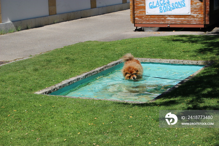 Chien (chow chow) dans un petit bassin