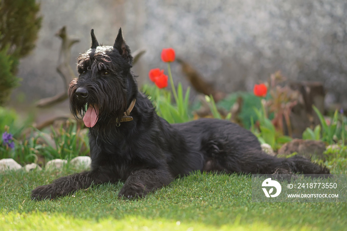 Black Giant Schnauzer dog with cropped ears lying down on a green grass near a flowerbed in spring