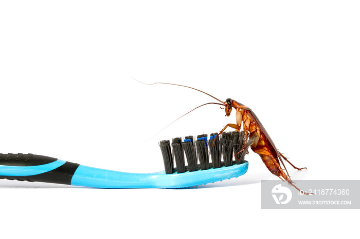 Close up Cockroaches with tooth brush on white background