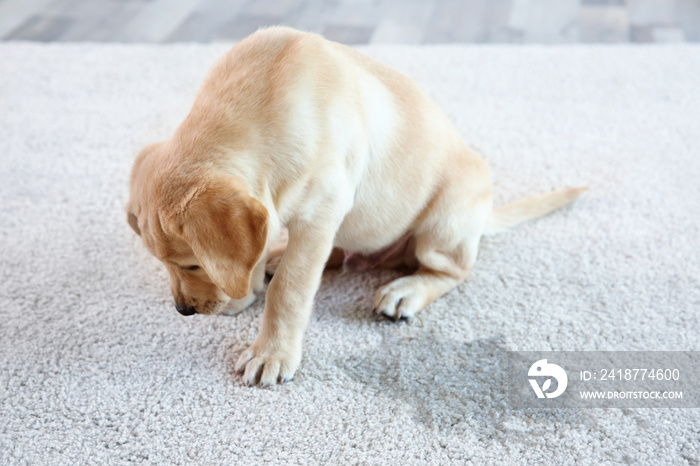 可爱的小狗坐在潮湿地点附近的地毯上