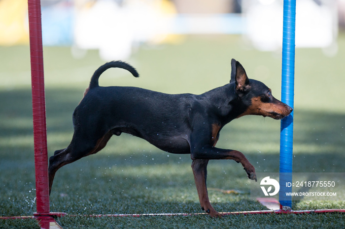 Fast and crazy black and tan Miniature Pinscher running agility slalom on outside competition during