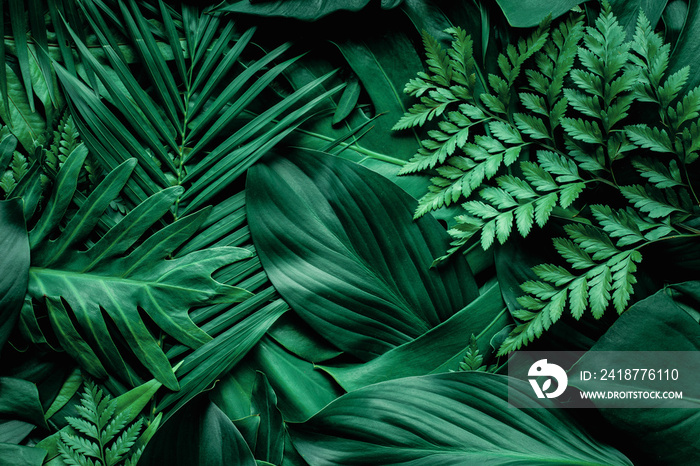 closeup nature view of green monstera leaf and palms background. Flat lay, dark nature concept, trop