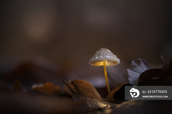 Autumn mushroom with inner glow growing from wet leaves