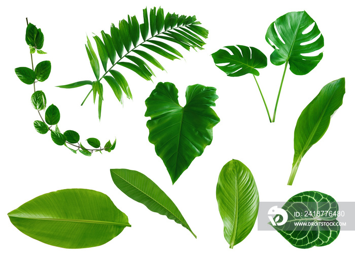 一套白色背景的绿色梦蝶棕榈香蕉和热带植物叶子，用于设计元素，F