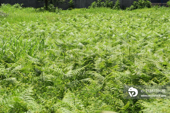 Meadow of bracken ferns (Pteridium aquilinum)