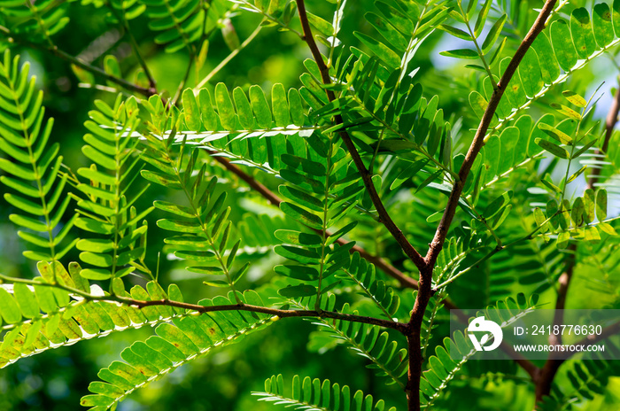 Tamarind (Tamarindus indica) green leaves, selected focus