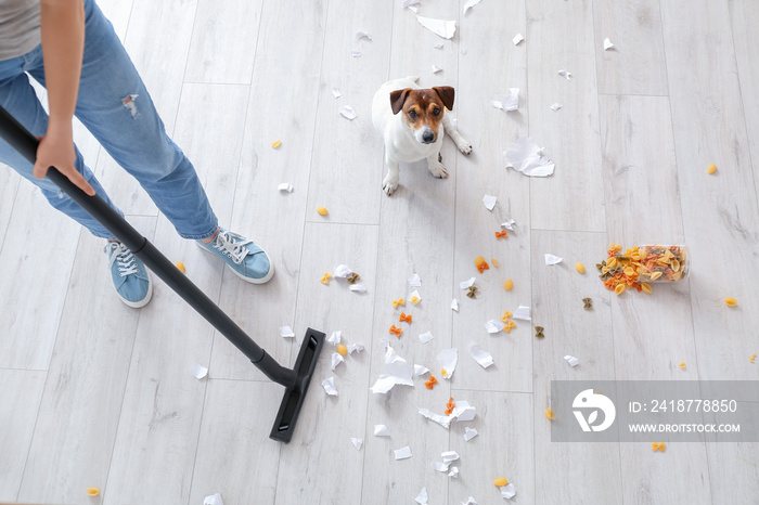 Owner cleaning floor after naughty dog