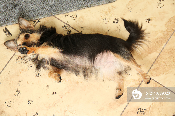 Cute little dog with dirty trails on the floor